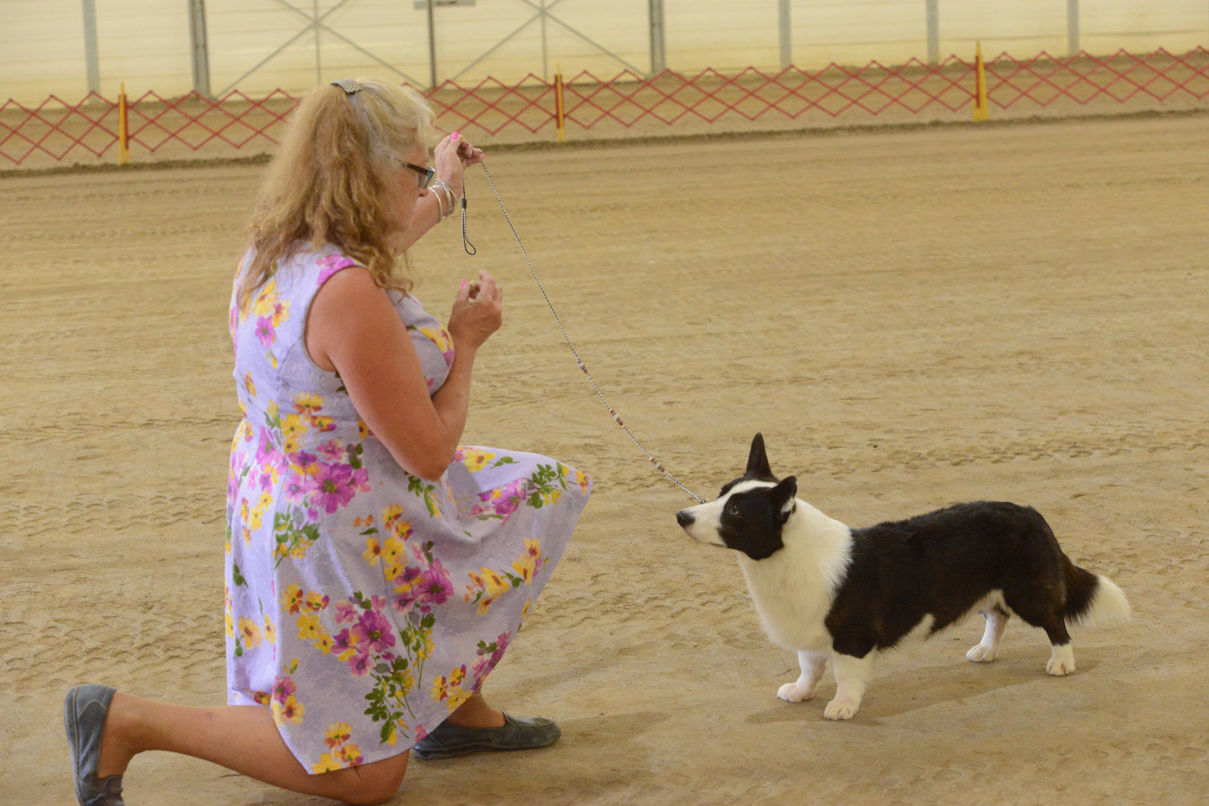 Danville Kennel Club Breeder Show
